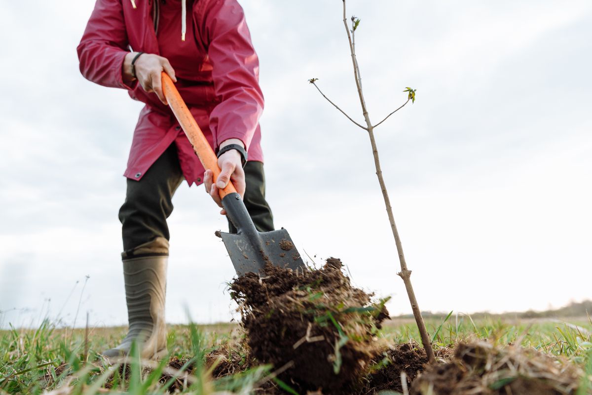 A person plants a young tree outdoors with a shovel