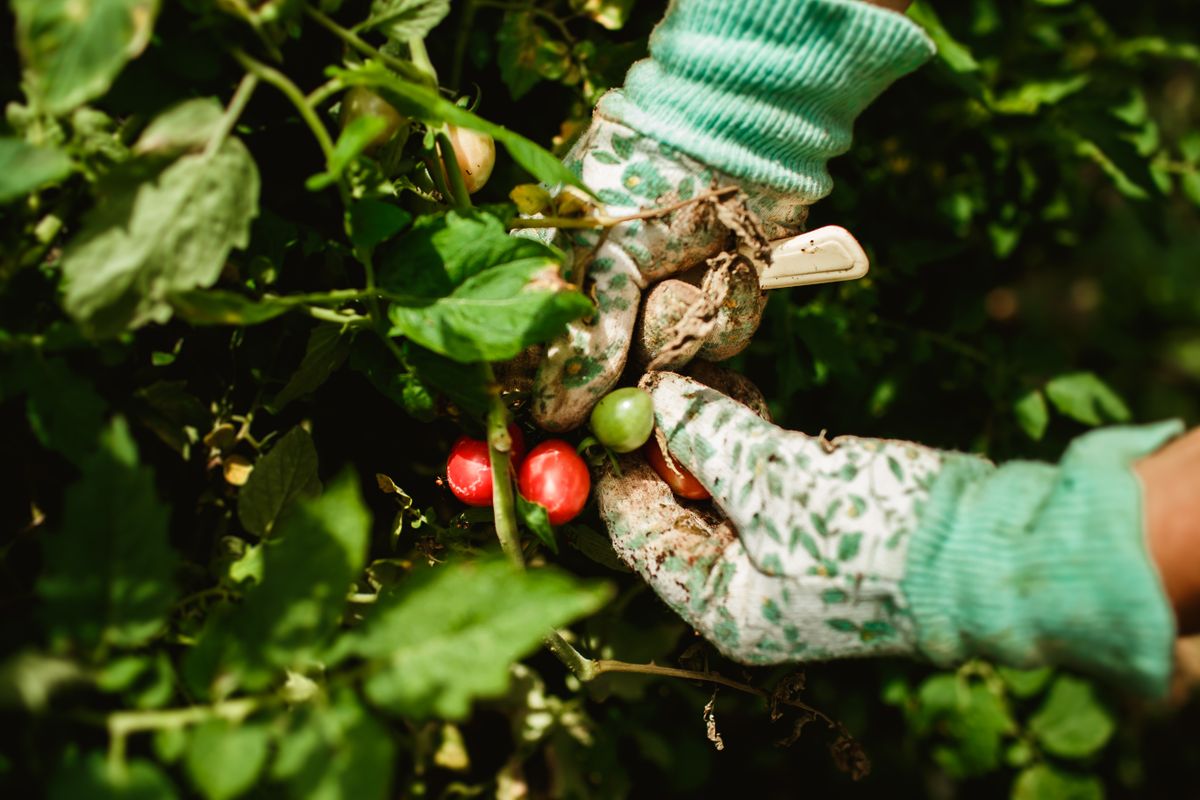 Gloved hands pick ripe tomatoes from a garden plant