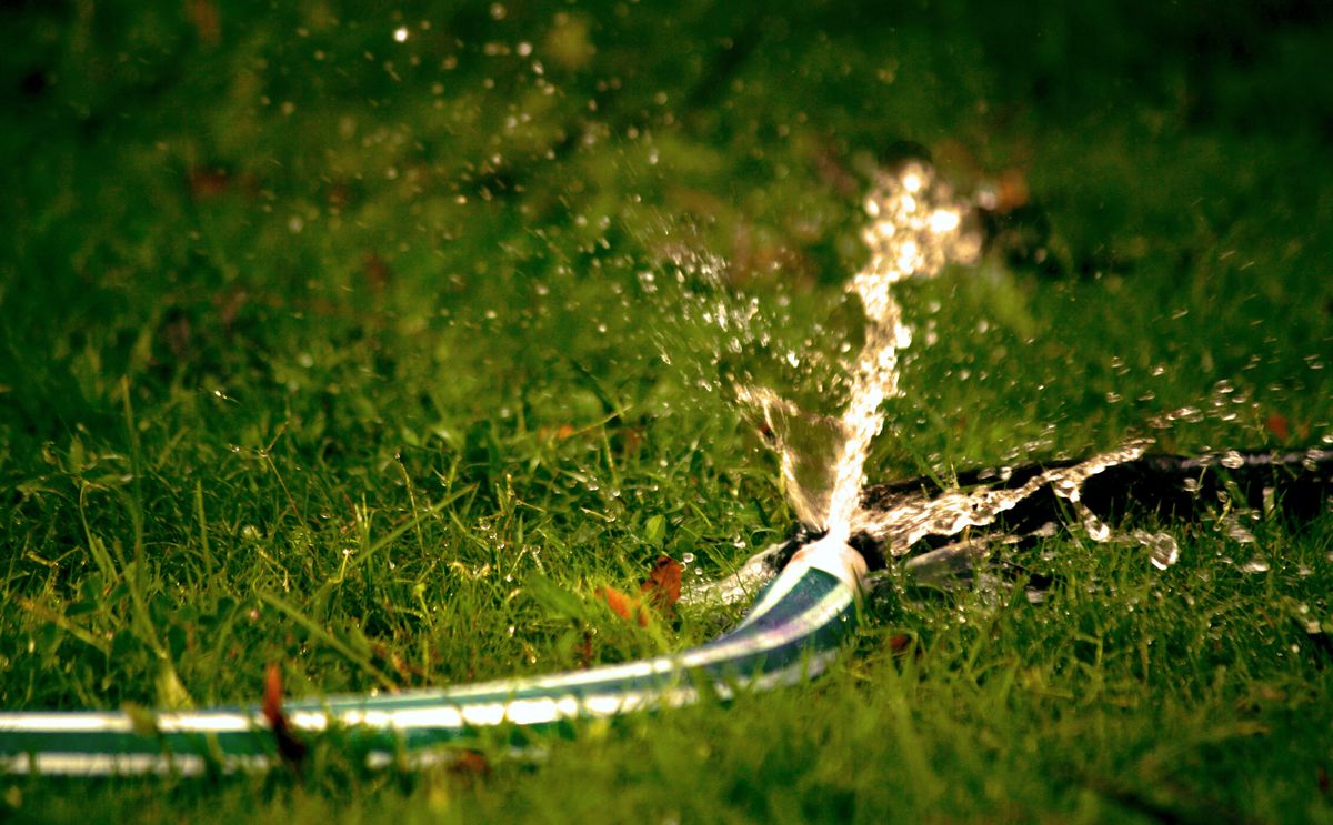 A garden hose sprays water across green grass