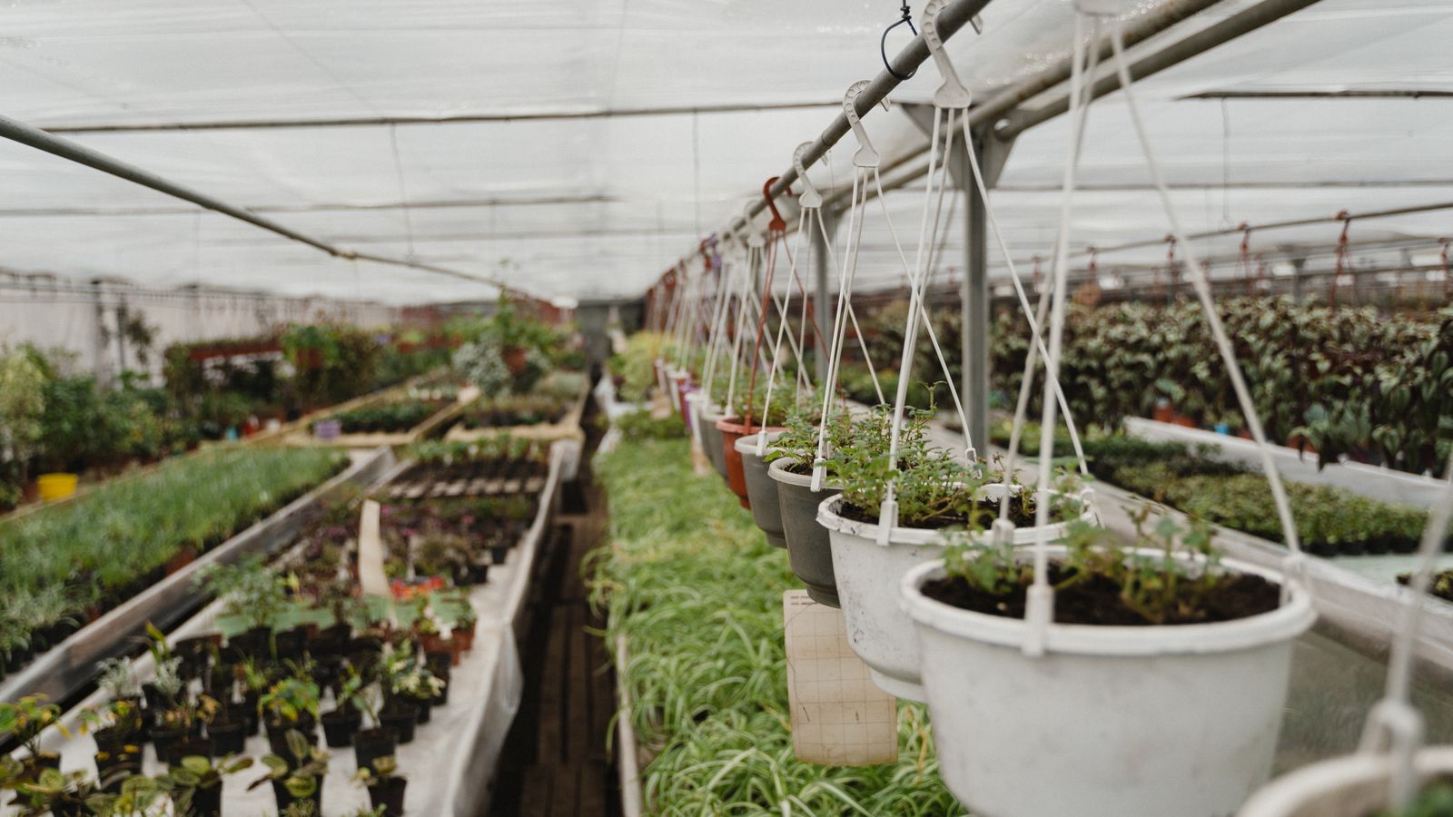 Rows of potted plants and hanging baskets inside a plant nursery greenhouse