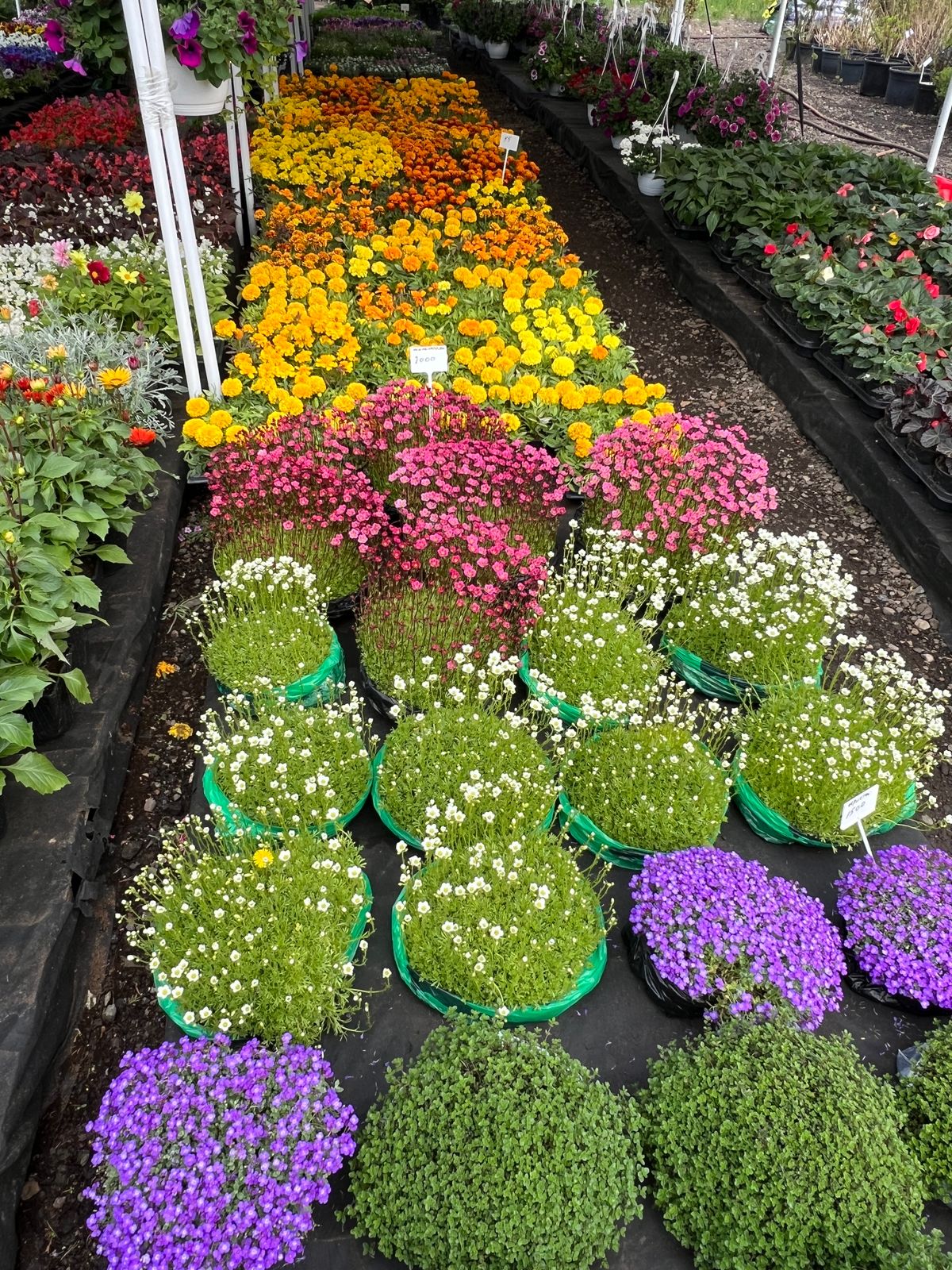 Rows of colorful annual flowers for sale at a plant nursery